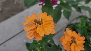 「Crossandra Infundibuliformis Firecracker Flower Firecracker Plant」の動画素材（ロイヤリティフリー）3762783707 | Shutterstock