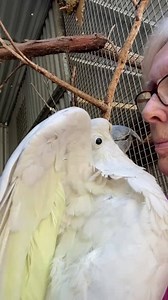 Slowly getting there..interacting with me more..he has dropped a little weight..still has a reserve..time heals❤️❤️❤️❤️💋 I’m happy I got my first big kiss this morning..💋❤️ For all those asking about finding another aviary buddy for Den..both of us need time..we are both still grieving for Harry. Xx | Macaws And More