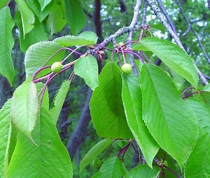 Prunus cerasus - Alchetron, The Free Social Encyclopedia