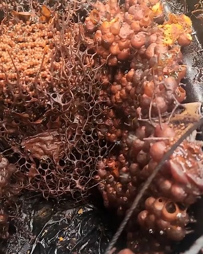 Unique bee hive in Australia 😯 | LADbible Australia