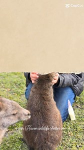 32 reactions |  Sign up to our email   www.ourhavenwildlife.org Our haven wildlife shelter inc Bendigo Bank BSB 633-000 Account number 152037628 https://www.paypal.com/donate?hosted_button_id=G2ZRRERH4C32W | Our Haven Wildlife Shelter Inc non profit | Facebook