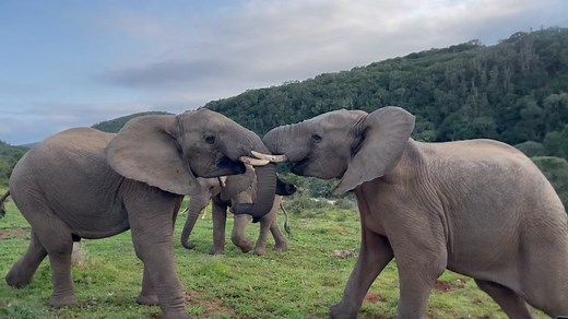 Two young bull Elephants battling it out in South Africa #nature #africa #elephants