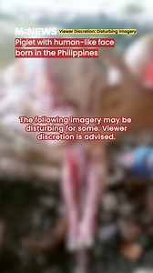 The owner believes the unusual piglet is a sign of good fortune. Read more here: https://mustsharenews.com/philippines-piglet-human-baby/ | Mustsharenews.com