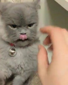 Gotta love this grumpy cat!!! | Meow Meow