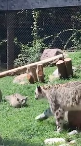 The snow leopards, which were once hard to find, now frequently show up in Tibet. Every time snow leopards appear, they attract widespread attention and become the new "animal celebrity". Snow Leopard is also affectionately called one of the "Three Silly Creatures on the Plateau" by Chinese netizens. 曾經蹤跡難覓的雪豹頻頻「露臉」西藏多地，每每出現便引起廣泛關註，成為新晉「網紅」。雪豹也被中國網友親切地稱為「高原三傻」之一。 —————————————————— We are here to tell Chinese stories 🙏Read more China information at link in @focuschinawithlove #snowleopard #snow
