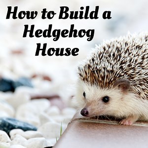 DIY Hedgehog House for Your Prickly Pal