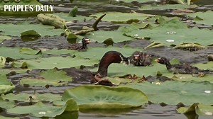 Little grebe chick: Nope, you don't get to eat that first! #birdwatching #birdphotography | People's Daily, China
