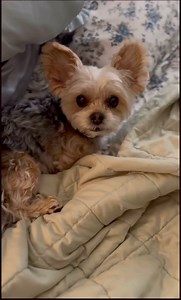 She is my heart! 🩷🐶 What makes you happy? Happy Friday! #dog #cuteanimals #dogmom #friday | Travel Girl and Her Dog