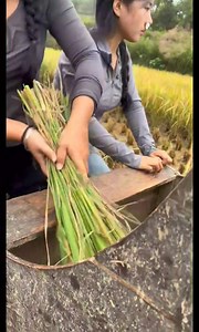 EPEKTO NG makabagong makinarya sa agrikultura @followers Agriculture and Farming Agriculture, Farming, Livestock, Fishery Products & Services Philippines LONGPING FARMERS GROUP-Philippines Philippine Rice Farmers Usapang PALAYamanin Harvester Tractor Rice mill Drier Machine Machineries #farmers #agriculture #farming #farmer #farm #farmlife #tractor #india #farmersmarket #nature #farmerlife #organic #food #agriculturelife #johndeere #farmerslife #agro #agri #tractors #newholland #harvest #fendt #