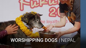7.8K views · 17 reactions | Flower garlands and special foods for dogs. How much special attention can you shower your dog? Join us as we take a look at a dog festival in #Nepal, where #dogs are worshipped during the Hindu festival known as Kukur Tihar. | Asia Featured | Facebook