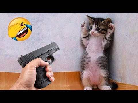 Try Not To Laugh 😂 Funniest Cats and Dogs Videos 😹🐶 Part 3
