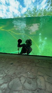 Our team is always working hard to make sure our friends in Zambezi River Hippo Camp have a clean place to hang out! Featuring: Garren Oakley from Water Quality and Keepers Liz Doiron and Allison Brunner #memphiszoo #waterquality #clean #diving #hippos #zambeziriverhippocamp | Memphis Zoo