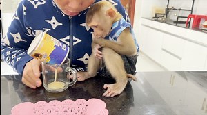 9.5K views · 218 reactions | Most Appealing Baby Tauch Watch Attention Mom Making Hot Milk To Eat With Bread | Monkey Daily | Facebook