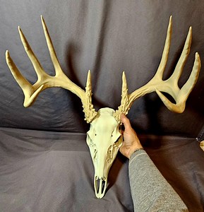 Life Size Whitetail Deer Skull & Antler Display | European Mount | Faux Taxidermy Hunting Decor - Etsy
