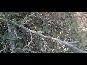 شجرة السدر / Sidr tree