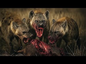 HYENA | Silent Assassins of the Savanna! | Wildlife Documentary