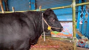 9.4K views · 395 reactions | dexter bull _ unique bull of 2023 _ পুরান ঢাকা ২০২৩ _ । । । । । । । #fyp #farm #reelsfb #viralpage #viralvideo #reelsinstagram | ZinZira bazar Gorur HaAt | Facebook