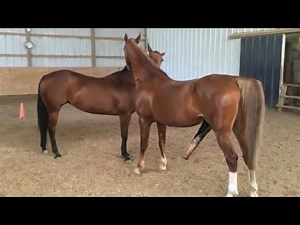 Big Horse mating compilation mix series |Horse mating // horse crossing //donkey mating and crossing