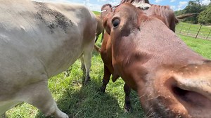 1.4K views · 104 reactions | The Barnyard Sanctuary on Reels | Facebook