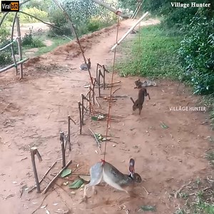 43K views | PrimitiveTechnology: Amazing Wild Rabbits Hunting and Full Rabbit Tandoori | Eating Delicious Credit: Village Hunter - youtu. be/nBKycEmuFG8 | संपूर्ण कोल्हापूर Kolhapur | Facebook