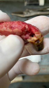 Advanced equine dentistry on Reels | Facebook