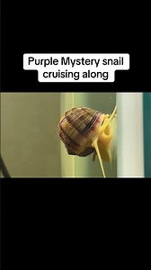 Purple mystery snail #fyp #fishaquarium #fishtank #aquarium #mysterysnail #purplemysterysnail