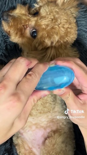 おすすめのアカウント