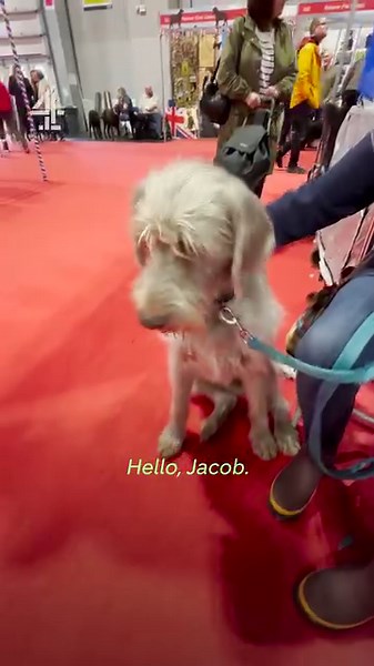50K views · 203 reactions | We met some of the good boys and girls at @Crufts and asked them the important questions. | Channel 4 | Facebook