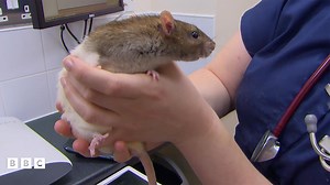 Reggie the rat gives Cat the runaround