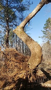 Indian Trail marker tree | Tri-County Tree & Bobcat Service Inc.