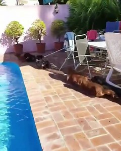 20K views · 520 reactions | The only pool party I want to attend  | Dachshund Love | Facebook