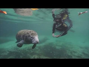 Swimming with manatees in Florida