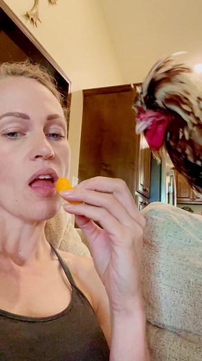 Bonnie loves cheetos. Silly bird #cheetos #tolblunt #chickenlover #polishchickens #birds #piultry #pets #animals #funnyanimals #funny #chickenlover #barnyard #farmlife #housechicken #rooster #petrooster | Kara’s chicken coop
