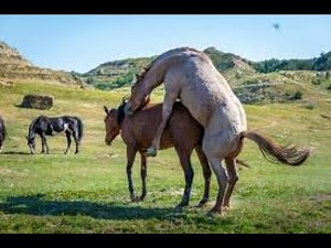 Full HD Horse mating in hot season