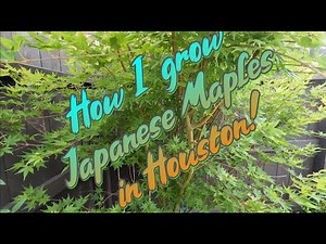 How I Grow Japanese Maples in Houston’s Clay Soil and Summer Heat!