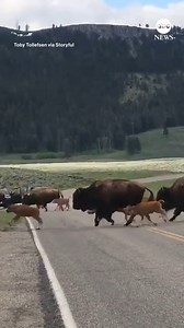 161K views · 9.3K reactions | MAKE WAY FOR BISON: A herd of bison stopped traffic traveling through Yellowstone National Park as they escorted young calves across the road. https://trib.al/Pm0u6QH | ABC News | Facebook