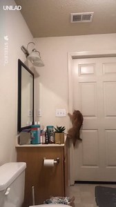 927K views · 5.3K reactions | 'My roommate’s cat always unlocks the bathroom door, I set up a hidden camera to find out how...'  | UNILAD | Facebook