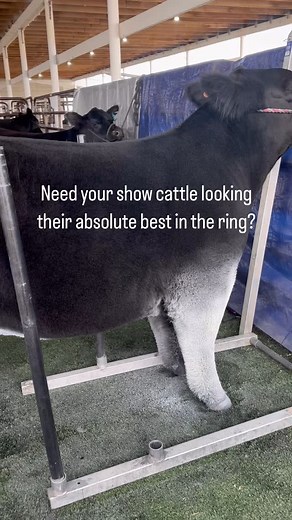 Need your show cattle looking their absolute best in the ring? I offer professional clipping and fitting services tailored to bring out the full potential in your animals—whether it’s for jackpots, county fairs, or majors. With a sharp eye for detail, years of experience, and a passion for quality, I’ll make sure your cattle stand out. DM to reserve your spot today! This isn’t just a job for me—it’s what I love to do. I’m all about the details, the prep, and making sure your hard work shines whe