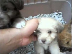 Mini Toy Poodle Pups - Too Cute