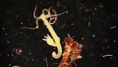 Hydra is a genus of small, fresh-water animals of the phylum Cnidaria...