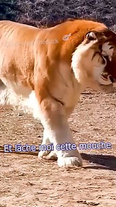 Le Ligre est le resultat de la fusion par potara d'une Tigresse et d'un Lion #animauxdroles #humour | Jeremandtheduck