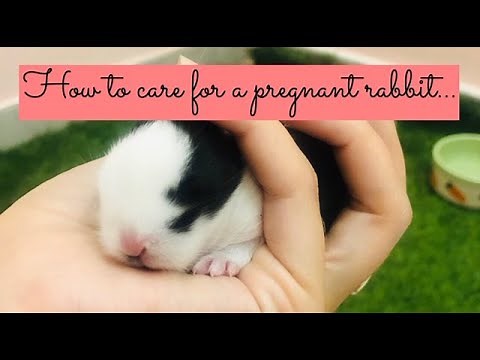 How To Care For A Pregnant Rabbit!?