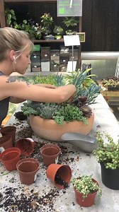 31K views · 11K reactions | Succulent combo! | Colonial Gardens | Facebook