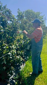 3.7K views · 62 reactions | Blackberries!! | Garrett Farms | Facebook