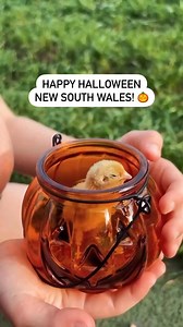 7K views · 39 reactions | Happy Halloween from the cutest trick-or-treaters at Hosanna Farmstay!  Whether you're meeting dressed-up farm animals or enjoying some hauntingly beautiful landscapes, have a boo-tiful day celebrating across NSW!  Thanks for sharing your #feelNSW moment Hosanna Farmstay ID: Farm animals dressed up with Halloween-themed costumes at a farm in New South Wales, Australia. | Visit NSW | Facebook