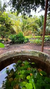 3.2K views · 39 reactions | Natural fish pond #plants #fishtank | Trip Aquarium | Facebook
