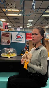 If you’ve visited the library in the last week or so, you might have noticed a peeping setup near the front desk. Here’s all you need to know about our chicken eggs! 🐣 | Harrison Township Public Library (HTPL)