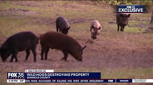 Wild hogs damage woman’s property in Seminole County