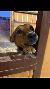 Brody!!! He is the BEST DOG EVER! It may have taken him a fat minute to stop growling and running from me but now he is just the most amazing dog ever! While he is still leery of anyone new and will low growl until he is comfortable, this boy is just a big ol cuddle bug. He loves to bury his head in my armpit, look up, bury it again, and give me the biggest cute puppy eyes ever. He is so smart, loves his crate, and would be an incredible pup for a home familiar with malinois type dogs. He has my