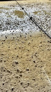 ⚠️ Không nên xả cạn nếu nguồn nước không đủ cấp bù vào ngay sau đó.💧 Việc thiếu nước đột ngột sẽ ảnh hưởng đến gan tụy – cơ quan quan trọng giúp ốc tiêu hóa và hấp thu dinh dưỡng.👉 Hãy luôn theo dõi sức khỏe gan của ốc để đảm bảo ốc phát triển tốt, tăng trưởng ổn định.Nuôi ốc là một nghệ thuật của sự tinh tế! 🐚 #ochuong | Tien Quan Nguyen